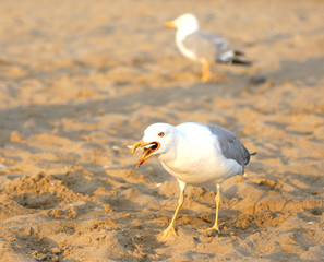 white seagull eats a bread crumb on the beach in summer