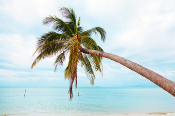 Fototapeta na wymiar Palm trees on a beach in Koh Samui island in Thailand