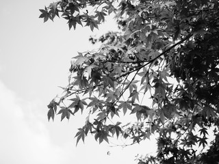Black and white maple autumn leave for background