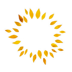 Yellow leaves arranged in round shape on white background. 
