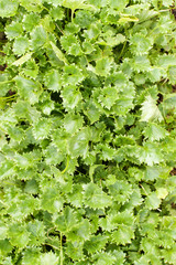 Bellflower (Campanula garganica) green leaves. Selective focus.