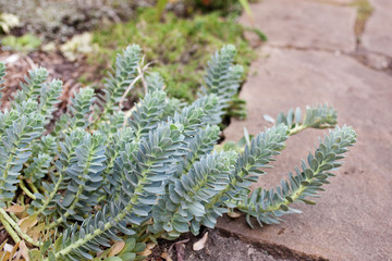 Spurge (Euphorbia myrsinites L., Euphorbiaceae) in garden