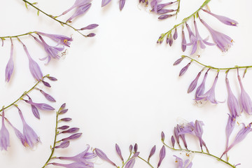 Frame with purple hosta flowers isolated on white background.