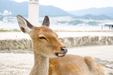 Wild Lonely Deer on Itsukushima Jinja Shrine, Itsukushima Miyajima island near Hiroshima. Japan