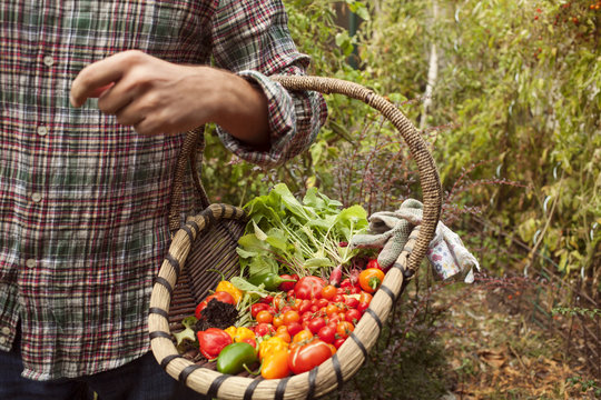 Vegetable picking – fresh vegetables in a basket