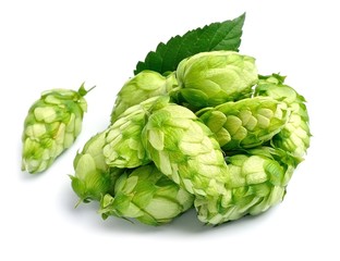 Fototapeta premium Hop isolated