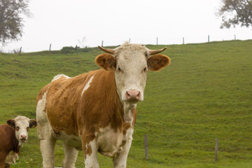 Fototapeta na wymiar Kühe auf der Weide, Herbst