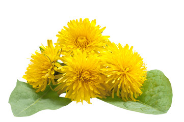 Flowers dandelions on a white background
