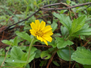 yellow flower autofocus