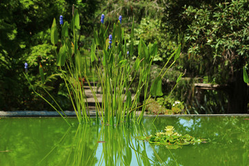 Lago con plantas acuáticas