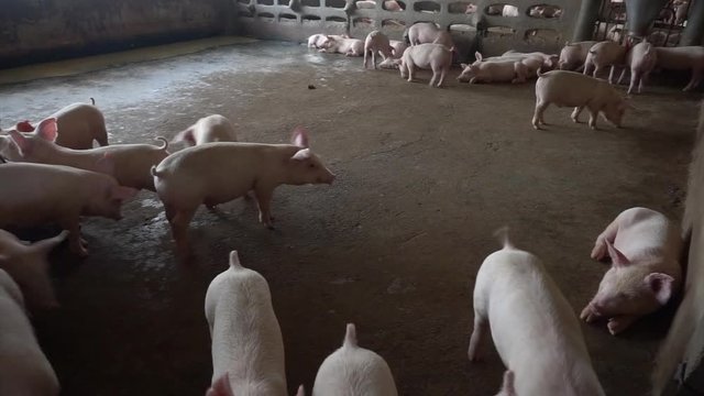 Pink piglets in pig farm