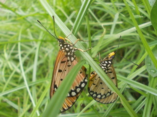 butterflies having sex
