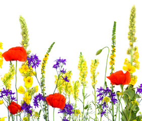 Naklejka premium Wildflowers: Linaria vulgaris (toadflax), Agrimonia eupatoria, Red poppies, Barbarea vulgaris, Consolida (larkspur) and Verbascum thapsus on a white background with space for text. Flat lay