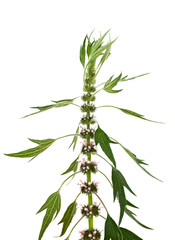 Blooming Leonurus cardiaca or motherwort on a white background. Other names: throw-wort, lion's ear, lion's tail.