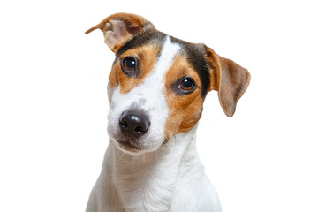 Studio shot of cute purebred Jack Russel Terrier - obrazy, fototapety, plakaty