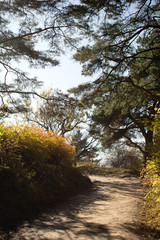 Beautiful footpath in park