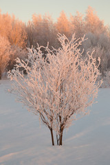 frost