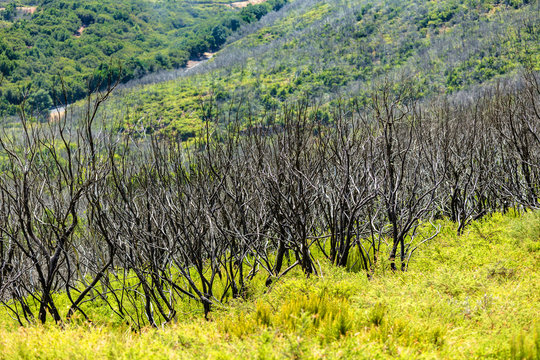 Waldbrandflächen