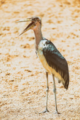 Marabou Stork Bird In Africa