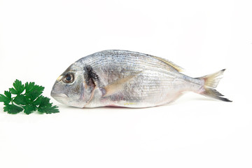 orata su fondale bianco con pomodori e prezzemolo  