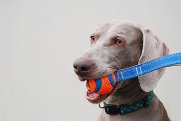 Weimaraner dog holding ball toy in mouth.
