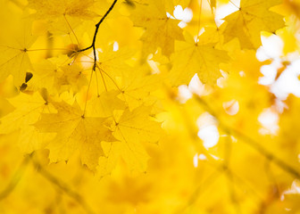Leaves on the branches in the autumn forest.