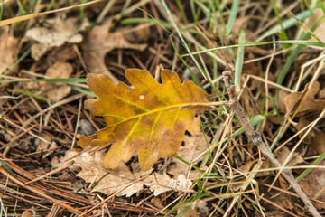 foglia di quercia con i colori autunnali