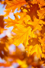 Naklejka na ściany i meble Yellow maple leaves on a twig in autumn