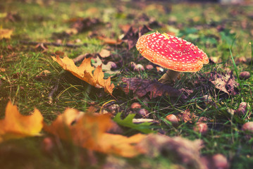 close up on Amanita muscaria, Fly agaric Toadstool, Fungus,  Mushroom.