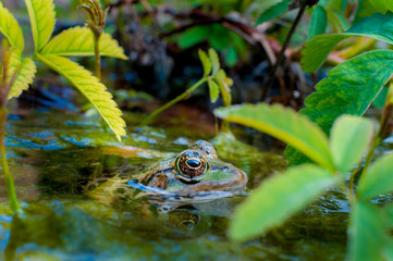 Bain de grenouille verte