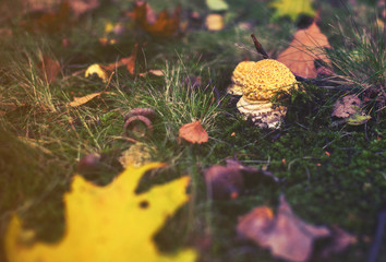 yellow mashroom with leaf, autumn background