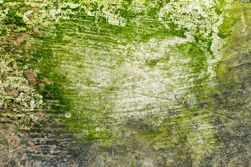 green mos on white background