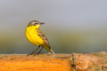 Schafstelze sitzt auf Holzzaun im Naturschutzgebiet Steinhuder Meer