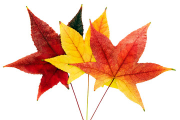 Fall leaf isolated on white