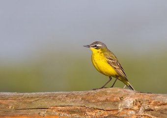 Schafstelze sitzt auf Holzbr&uuml;stung von einem Weidezaun