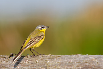 Schafstelze im Sommer auf einem Zauntor aus Holz