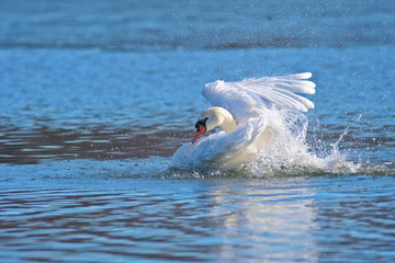 Mute swan bathing in the lake © Geza Farkas