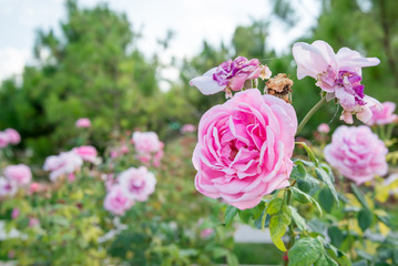 Close-up detail on a large, pink rose in a rose garden. Valentine's Day and nature concept.