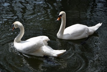 White Swan