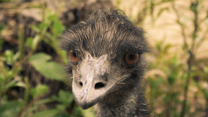 Emu in Victoria, Australien
