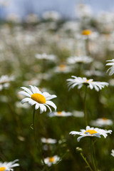 Поле ромашек и цветущей горчицы синее небо облака