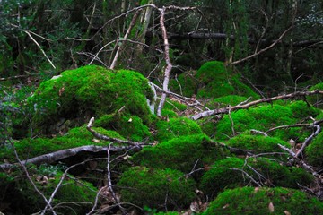 la montaña verde 