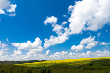 Поле ромашек и цветущей горчицы синее небо облака
