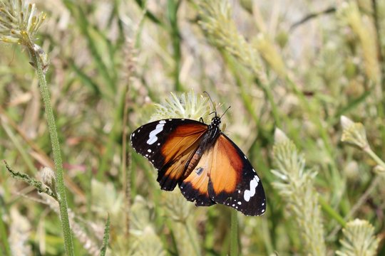 Kleiner Monarch mit offenen Flügeln im Northern Territory in Australien