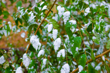 Snow on green leaves.
