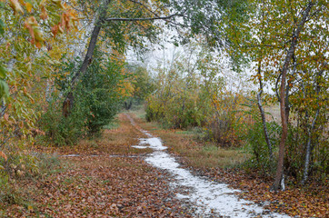 The trail in the forest.