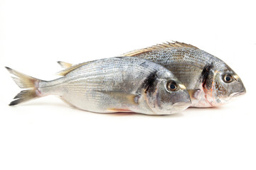 due orate su fondale bianco con pomodoro,olive,prezzemolo 