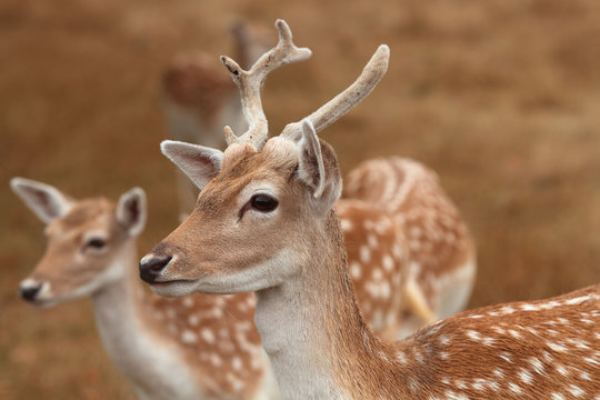 14 Best Yeux De Biche Images Stock Photos Vectors Adobe Stock