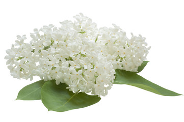 Lilac flowers on a white background