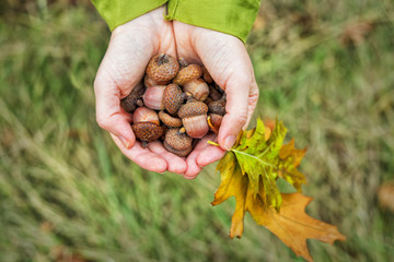 In the hands of women berries acorns oak. © lstudio
